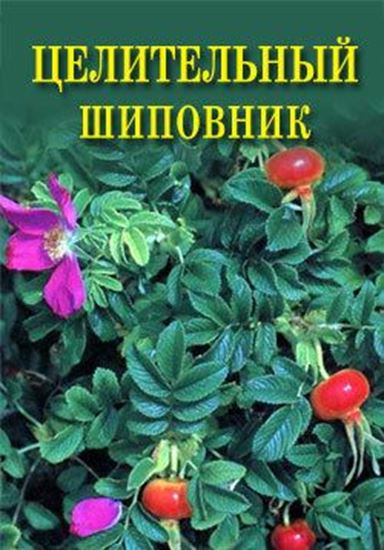 Обложка книги "Целительный шиповник"